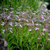 Eastern Pollinator Mix, Flower Seeds