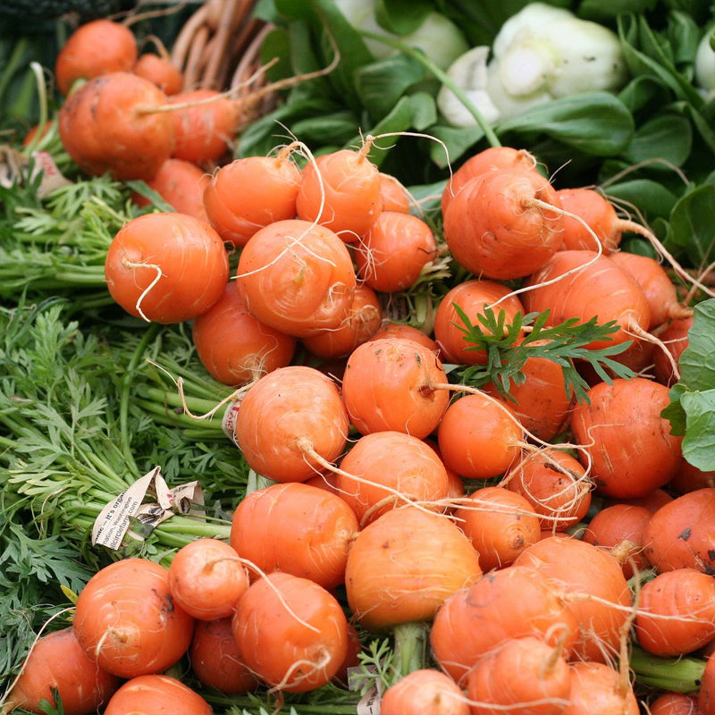 Parisian Carrot  (Organic) (Daucus carota)