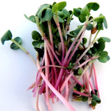 Red Arrow Red Stem Radish, Sprouting (Raphanus sativus)