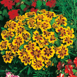 Monarch Butterfly Garden Mix
