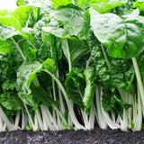 Fordhook Swiss Chard (Beta vulgaris cicla)