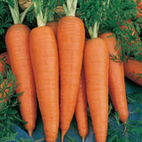 Danvers 126 Carrot  (Organic) (Daucus carota)