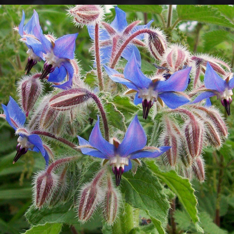 edible flower mix seeds Edible Flower Mix 1 oz