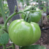 Celebrity F1 Hybrid, Standard (Slicing) Tomato (Lycopersicon esculentum)