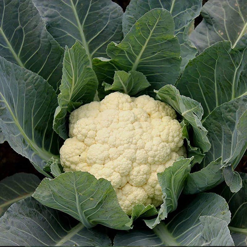 Snowball Y Improved Cauliflower  (Brassica oleracea)