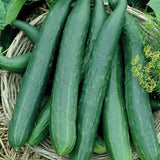 Long Green Improved Cucumber, Pickling (Cucumis sativus)