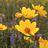 Native Flower Mix for Monarchs