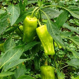 Pepperoncini, Greek Golden Pepper, SWEET (Capsicum annuum)