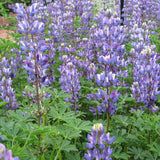Bee Feed Mix, Flower Seeds
