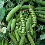 Early Frosty Garden Pea (Pisum sativum)