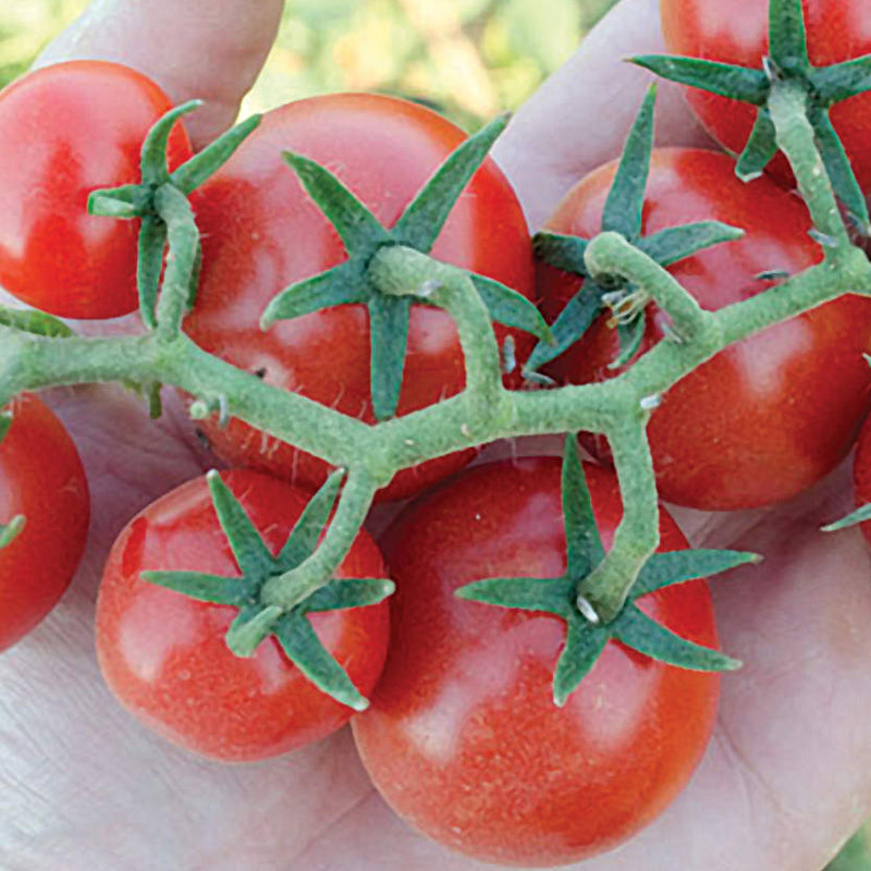 Baby Cakes F1 Hybrid Tomato, Cherry Tomato (Lycopersicon esculentum)