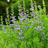 Northeast Native Mix, Flower Seeds