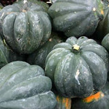 Table King Acorn (Bush) Squash, Winter (Cucurbita pepo)