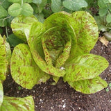 Freckles, Romaine Lettuce (Lactuca sativa)