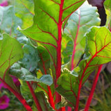 Pink Lipstick Swiss Chard (Beta vulgaris cicla)