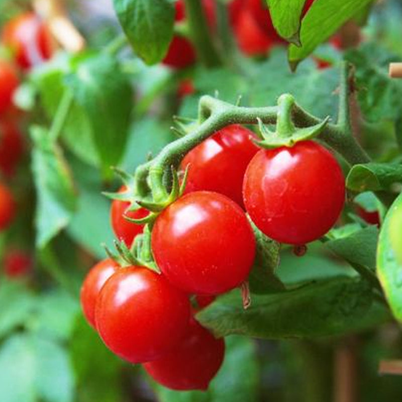 Red Cherry Small Tomato, Cherry Tomato (Lycopersicon esculentum)