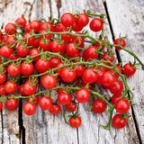 Sweet Pea (Red) Tomato, Currant Tomato (Lycopersicon esculentum)
