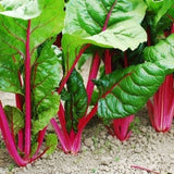 Pink Lipstick Swiss Chard (Beta vulgaris cicla)