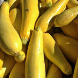 Early Prolific Straightneck Squash, Summer (Cucurbita pepo)