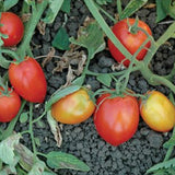 Red Head F1 Hybrid Tomato, Roma (Paste) Tomato (Lycopersicon esculentum)