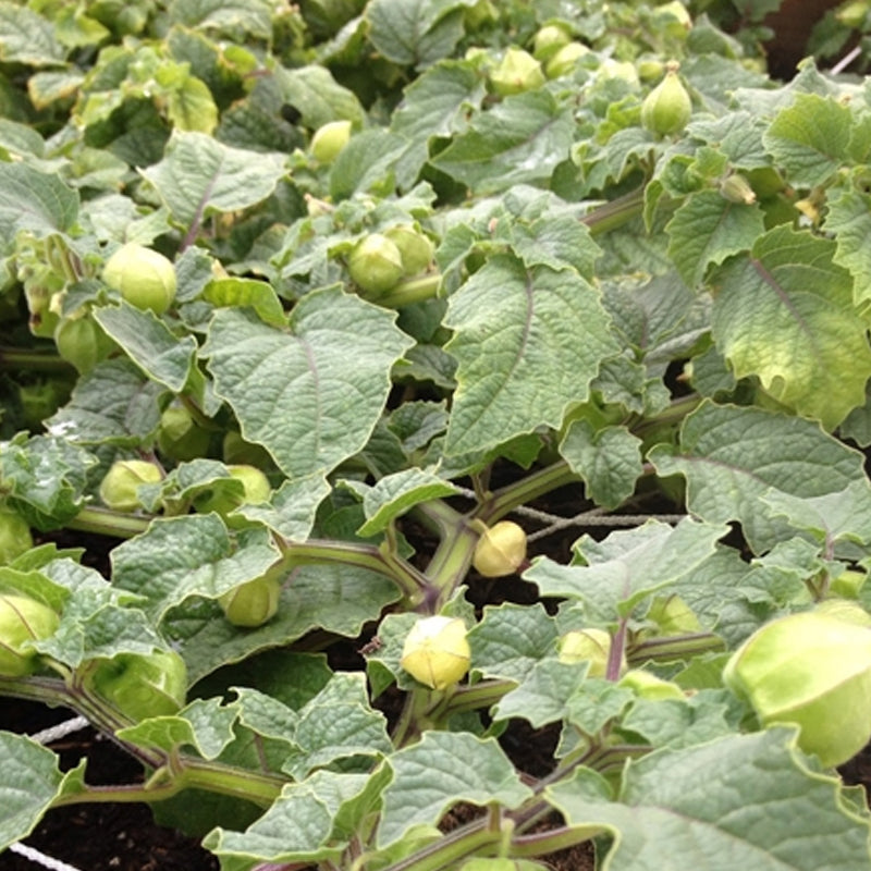 pineapple tomatillo plants for sale Pineapple Tomatillo (Physalis ixocarpa) 1 oz (~10000 Seeds)