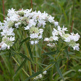 Tall Prairie Flower Mix