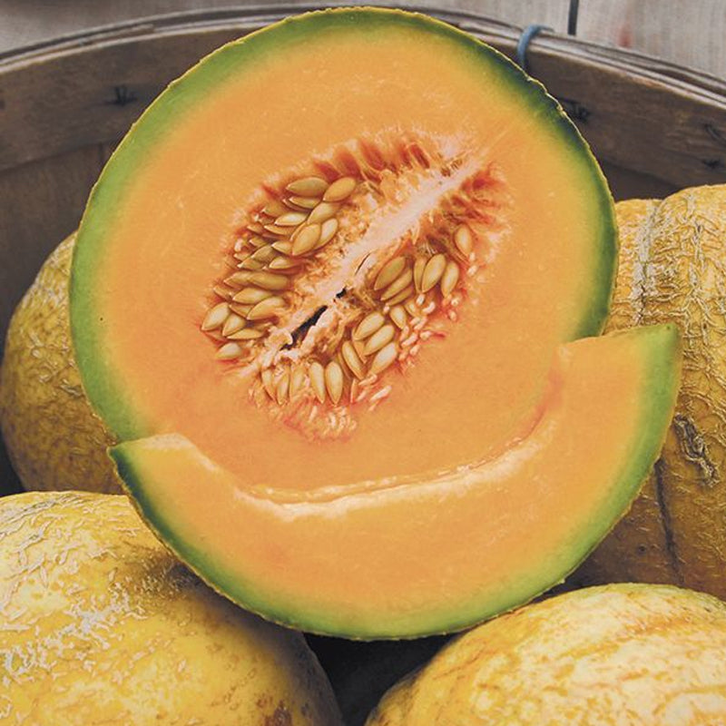 Delicious 51 Melon (Cucumis melo)