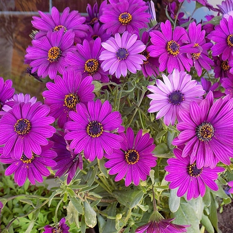arizona wildflower seed mix Southwest Mix 1 lb