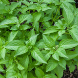Basil, Lemon (Ocimum basilicum)