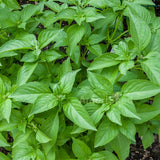 Basil, Lemon (Ocimum basilicum)