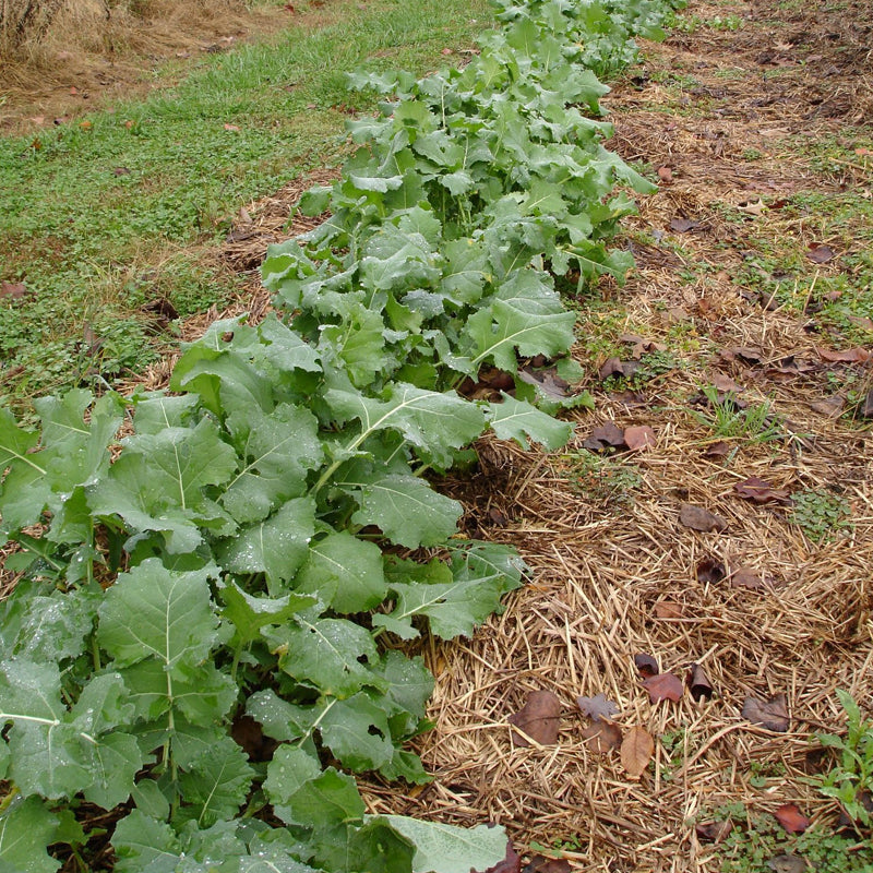 Premier Kale (Brassica oleracea)