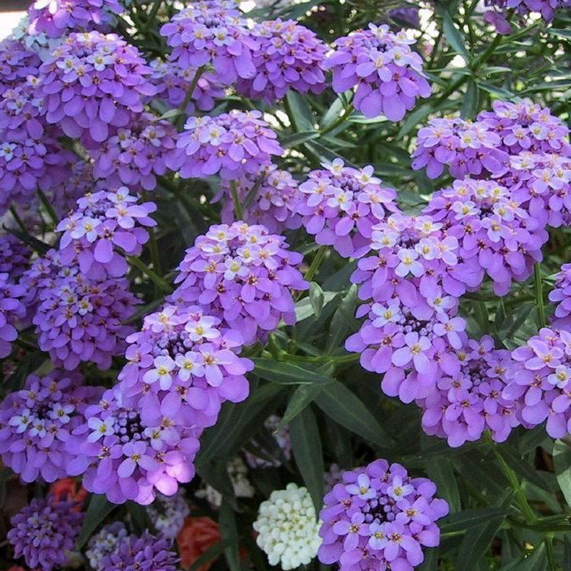 mixed cottage garden seeds Cottage Garden Mix 1 lb