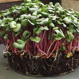 Hong Vit Radish, Sprouting (Raphanus sativus)