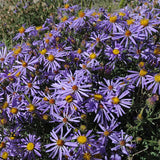 Mountain Native Mix