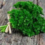 Parsley, Moss Curled (Petroselinum crispum)