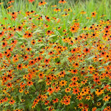 Northeast Native Mix, Flower Seeds