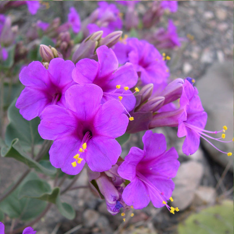 new mexico wildflower seeds Southwest Native Mix 1/2 lb