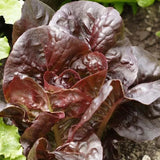 Super Red Romaine, Romaine Lettuce  (Lactuca sativa)