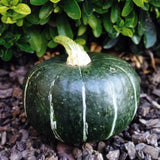 Burgess Buttercup Squash, Winter (Cucurbita maxima)