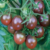 Black Cherry Tomato, Cherry Tomato (Lycopersicon esculentum)