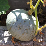 Sweet Meat Squash, Winter (Cucurbita maxima)