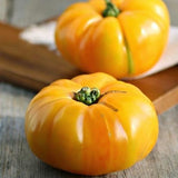 Brandywine Yellow, Standard (Slicing) Tomato (Lycopersicon esculentum)