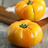 Brandywine Yellow , Standard (Slicing) Tomato (Lycopersicon esculentum)