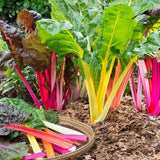 Rainbow Mix Swiss Chard (Beta vulgaris cicla)