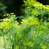 Dill, Mammoth Long Island (Anethum graveolens)