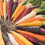 Rainbow Blend Carrot (Daucus carota)