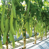 Louisiana Long Green Eggplant (Solanum melongena)