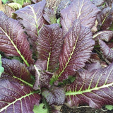 Osaka Purple, Japanese Mustard  (Brassica juncea)