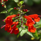 SALVIA coccinea (Scarlet Sage)