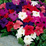 PETUNIA nana compacta (Petunia, Dwarf Mixed)